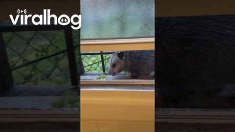 Opossum Eating Grapes on the Windowsill || ViralHog