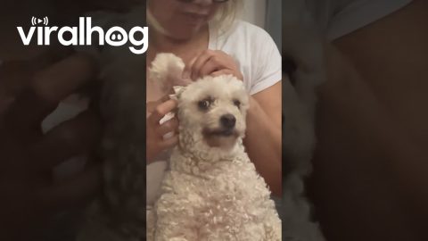 Moms and Their Crusty White Dog || ViralHog