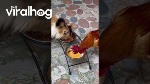 Cat and Chicken Besties Eat Lunch Together || ViralHog