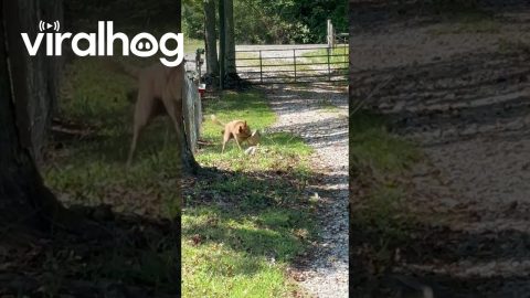 Dog Retrieves Packages for Treats || ViralHog