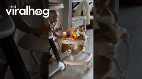 Orange Cat Chills in Baby Walker || ViralHog