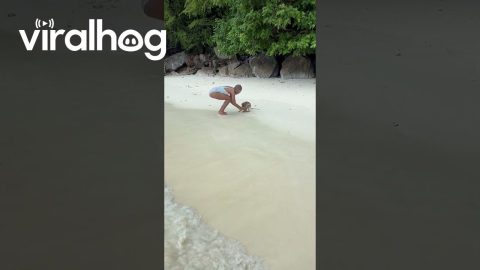 Adorable Monkey Moment Gone Wrong || ViralHog