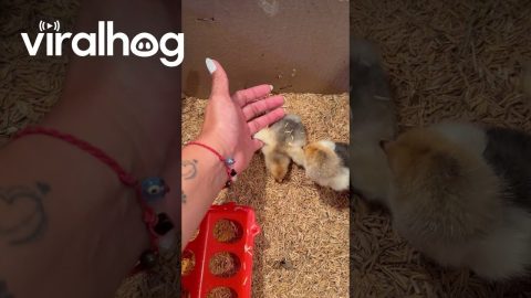 Tipped Chick Helped Upright || ViralHog