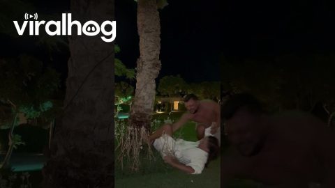 Laughing Couple Fall Like Coconuts || ViralHog