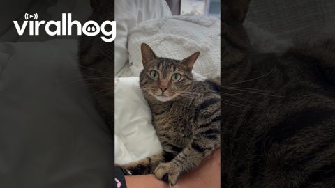 Cat Reacts to Treat Betrayal || ViralHog