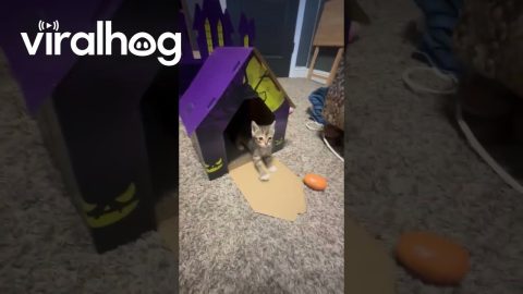 Kitten Named August Excited About New House || ViralHog