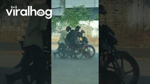 How Many Dog Will Fit On This Bike || ViralHog