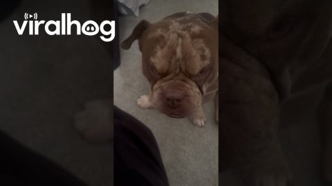 Mean Face Doggie || ViralHog