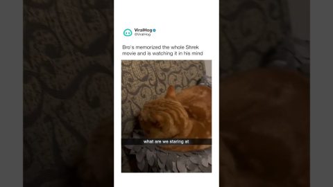 Cat Is Occupied With Staring At Nothing || ViralHog Shorts