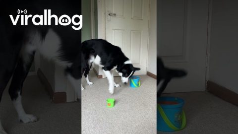 Simba Finds Stacking Cups Too Easy || ViralHog
