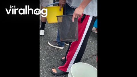Odd Choice For Water Collection || ViralHog