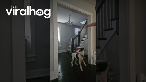 Parkour Pup || ViralHog