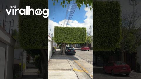 Perfectly Squared Tree || ViralHog