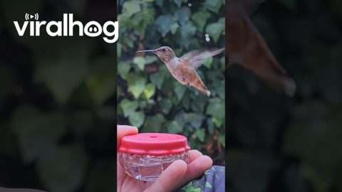 Hand Feeding An Allen's Hummingbird || ViralHog