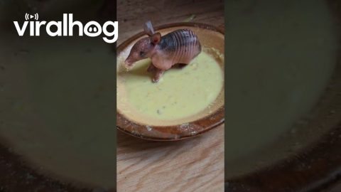 Baby Armadillo Stands In Feast || ViralHog