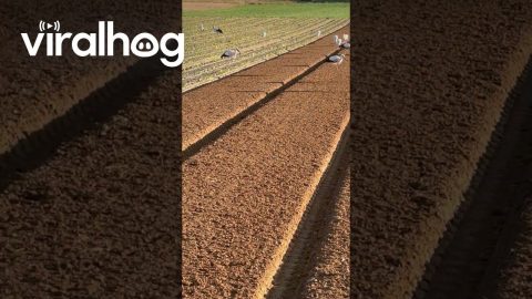 Storks Picking Organic Worms || ViralHog