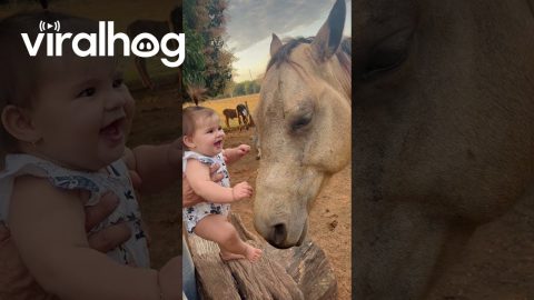 Baby Loves Horse || ViralHog
