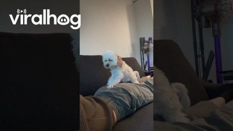 My Dog Has No Boundaries || ViralHog