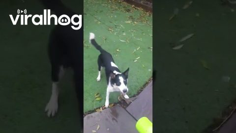 Border Collies Jumping for Bubbles || ViralHog