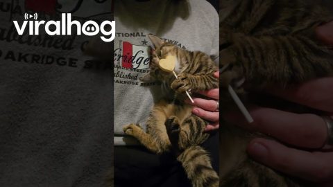 Peach Is a Strong Independent Kitten and Can Eat Her Lolly All by Herself || ViralHog