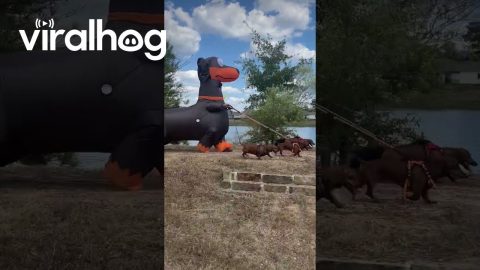Dachshund Halloween Costume || ViralHog