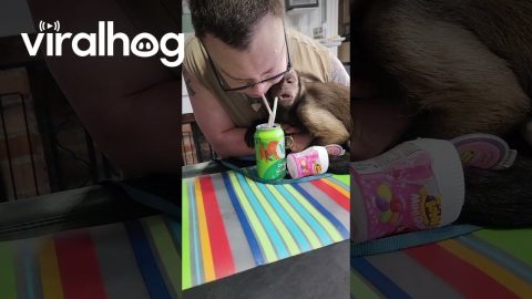 Monkey Shares a V-8 With His Friend || ViralHog