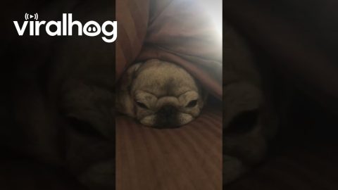 Stitch Isn't Ready to Get Out of Bed || ViralHog