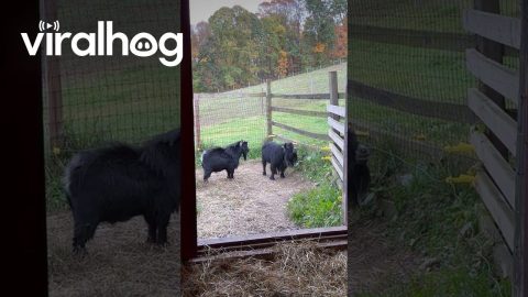 Flirtatious Pygmy Goat Has Some Unwanted Company! || ViralHog
