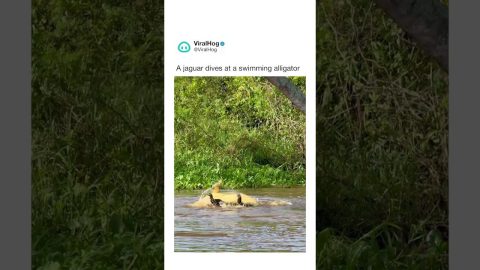 Jaguar Jumps From Tree Onto Swimming Alligator || ViralHog Shorts