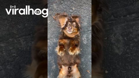 Dachshund Doesn’t Want to Leave His Friend's House || ViralHog