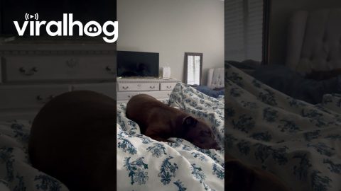 Chocolate Lab Has Happy Dreams || ViralHog