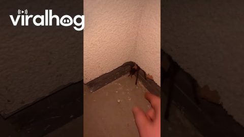 Trying to Pet a Tarantula || ViralHog