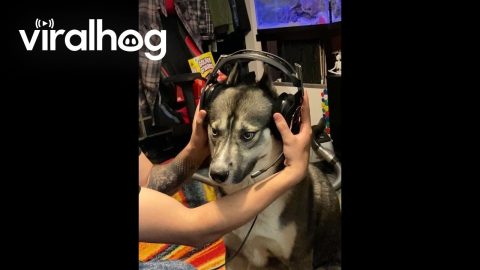 Husky Discovers His Uncle’s Voice Through Headset || ViralHog