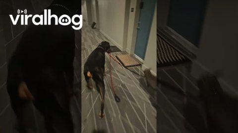Dog Walking a Wallaby || ViralHog