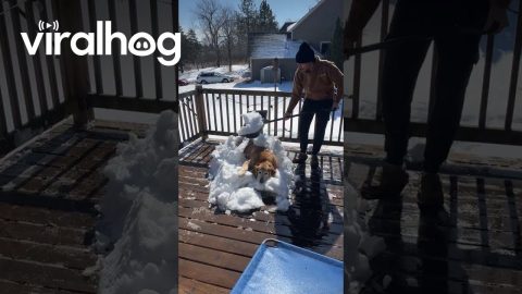 Dog Dad Shovels Golden Retriever Into Cozy Snow Blanket || ViralHog
