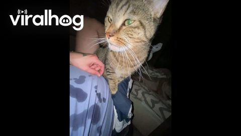 Cat Drools All Over Owner || ViralHog