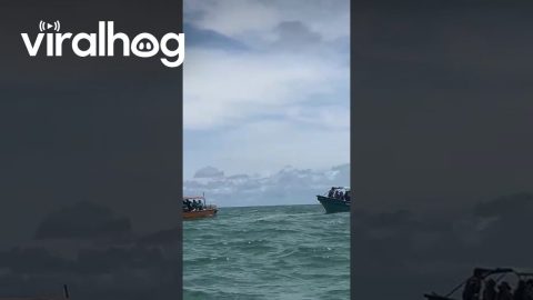 Humpback Whale Watching in the Colombian Pacific || ViralHog
