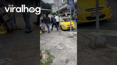 Runaway Dog Stops Traffic || ViralHog