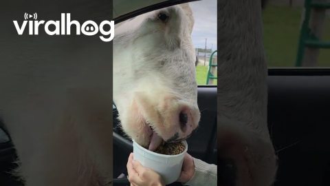 Giant Cow Takes Food Bucket || ViralHog