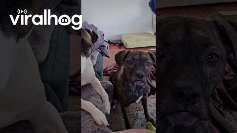 Two Talkative Dogs || ViralHog