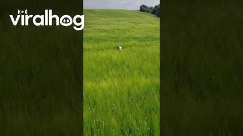 Three Border Collie Land Dolphins || ViralHog