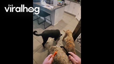 Carrot Slicing Lunch Extravaganza || ViralHog