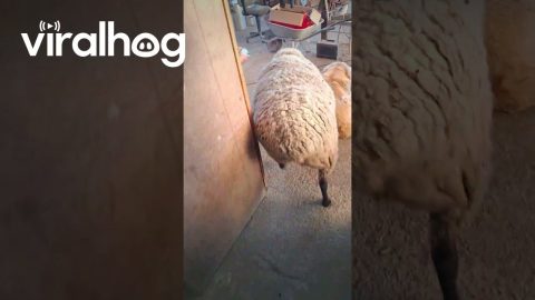 Sheep Caught With Her Head in the Feed Bag || ViralHog