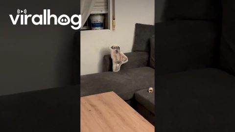 Dog Doesn't Trust Stuffed Doppelganger || ViralHog