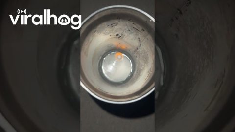 The Power Of Sodium || ViralHog