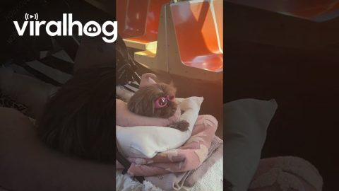 Subway Stroller Pup || ViralHog