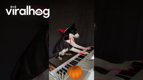 Contrasting Piano Pieces By Vampire Dogs || ViralHog