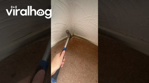 What's Under the Carpet || ViralHog