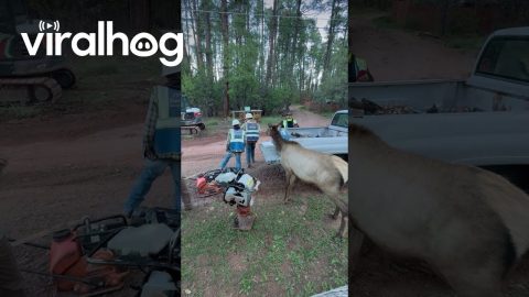 Friendly Elk Insists Contractors Share Donuts || ViralHog