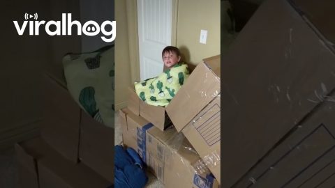 Stairs Turned Into Cardboard Box Slide || ViralHog